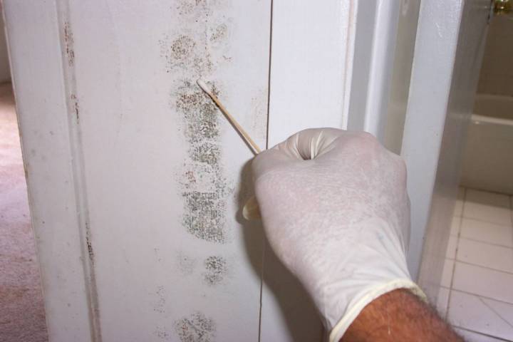 mold-signs.jpg